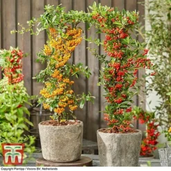 Pyracantha Coccinea 'Star' Duo