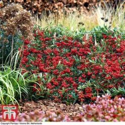 Pyracantha Coccinea 'Red Star' -Garden Central Sales Store pyra red10
