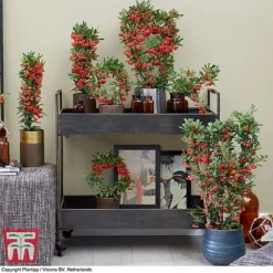 Pyracantha Coccinea 'Red Star' -Garden Central Sales Store pyra red2