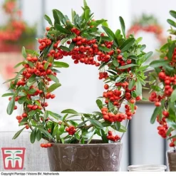 Pyracantha Coccinea 'Red Star' -Garden Central Sales Store pyra red5