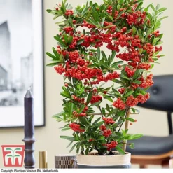 Pyracantha Coccinea 'Red Star' -Garden Central Sales Store pyra red6