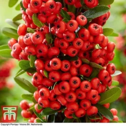 Pyracantha Coccinea 'Red Star' -Garden Central Sales Store pyra red7