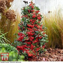 Pyracantha Coccinea 'Red Star' -Garden Central Sales Store pyra red8