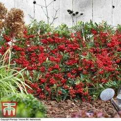 Pyracantha Coccinea 'Red Star' -Garden Central Sales Store pyra red9