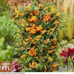 Pyracantha Coccinea 'Star' Duo -Garden Central Sales Store pyra sun3