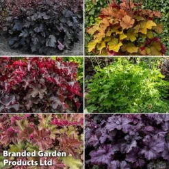 Heuchera Rex Collection -Garden Central Sales Store rex coll3