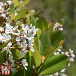 Rhaphiolepis Umbellata F. Ovata -Garden Central Sales Store rhap ume3