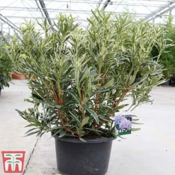 Rhododendron Ponticum 'Variegatum' -Garden Central Sales Store rhod var