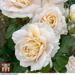 Rose 'Champagne Moment' (Floribunda Rose) -Garden Central Sales Store rose cham3