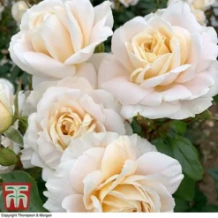 Rose 'Champagne Moment' (Floribunda Rose) -Garden Central Sales Store rose cham4