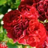 Rose 'Red Fairy' (Polyantha)