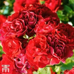 Rose 'Red Fairy' (Polyantha) -Garden Central Sales Store rose fairy 2