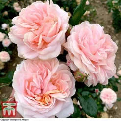Rose 'Joie De Vivre' (Floribunda Rose) -Garden Central Sales Store rose joi4