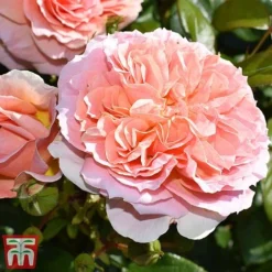 Rose 'It's A Wonderful Life' (Floribunda Rose) -Garden Central Sales Store rose wonderful