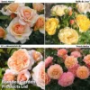 Rose Of The Year Collection