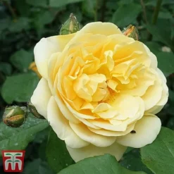 Rose 'Scented Double Gold' -Garden Central Sales Store rsoe3