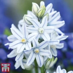 Woodland Garden Saver Collection -Garden Central Sales Store russiantm