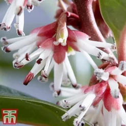 Sarcococca Hookeriana 'Winter Gem' -Garden Central Sales Store s2TM