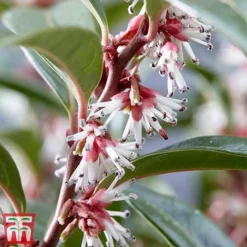 Sarcococca Hookeriana 'Winter Gem' -Garden Central Sales Store s3TM