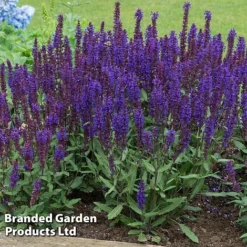 Perennial Pollinator Collection -Garden Central Sales Store salv ble