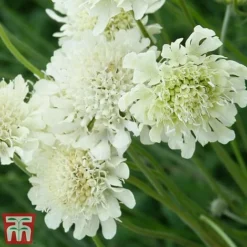 Scabious Columbaria Subsp. Ochroleuca -Garden Central Sales Store scab3