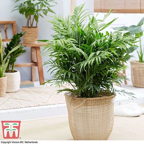 Houseplant Seed Collection 2 Houseplant Seed Collection - Image 2