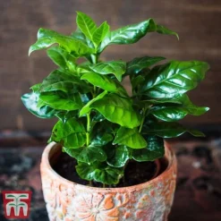 Houseplant Seed Collection 10 Houseplant Seed Collection -Garden Central Sales Store seed4