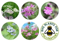 Seedball Bamboo Pots - Butterfly Mix -Garden Central Sales Store seedball postcard butterfly 01