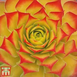 Sempervivum 'Chick Charms&reg; Gold Nugget' -Garden Central Sales Store semp chi a