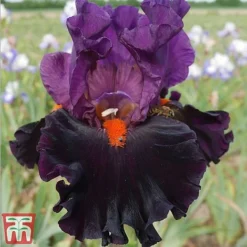 Iris Premium Collection -Garden Central Sales Store sharp1