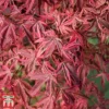 Acer Palmatum 'Shirazz'