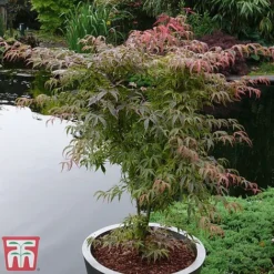 Acer Palmatum 'Shirazz' -Garden Central Sales Store shirazz4
