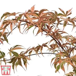 Acer Palmatum 'Shirazz' -Garden Central Sales Store shirazz5