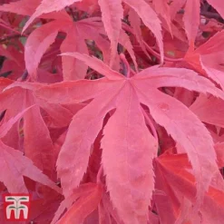 Acer Palmatum 'Shirazz' -Garden Central Sales Store shirazz7