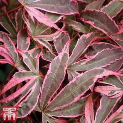 Acer Palmatum 'Shirazz' -Garden Central Sales Store shirazz8