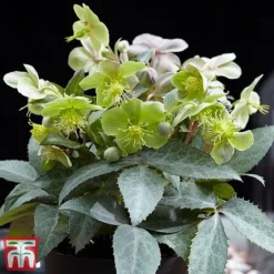 Hellebore 'Silver Star'