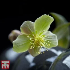 Hellebore 'Silver Star' -Garden Central Sales Store silver3