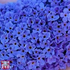 Buddleja 'Buzz&reg; Sky Blue' -Garden Central Sales Store sky