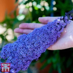 Buddleja 'Buzz&reg; Sky Blue'