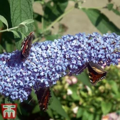 Buddleja 'Buzz&reg; Sky Blue' -Garden Central Sales Store sky3