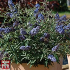 Buddleja 'Buzz&reg; Sky Blue' -Garden Central Sales Store sky4