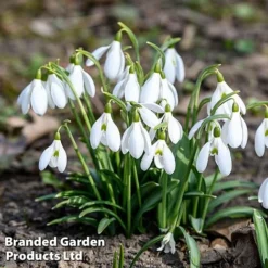 Bulb Spring Saver Collection -Garden Central Sales Store snowd1