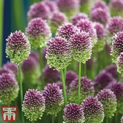 Summer Flowering Bulb Collection -Garden Central Sales Store sphae21