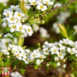 Spiraea Cinerea 'Graciosa' -Garden Central Sales Store spir grac2