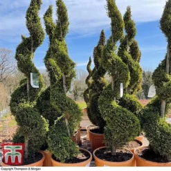 Leyland Cypress 'Castlewellan' Topiary -Garden Central Sales Store spiral