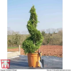 Leyland Cypress 'Castlewellan' Topiary -Garden Central Sales Store spiral1