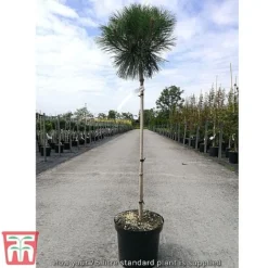 Pinus Nigra 'Pierrick Bregéon' -Garden Central Sales Store standard