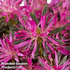 Azalea 'Starstyle Lilac' -Garden Central Sales Store starlilac4