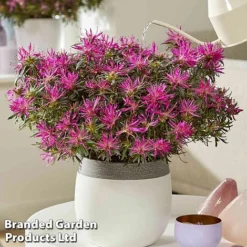 Azalea 'Starstyle Lilac' -Garden Central Sales Store starlilac5