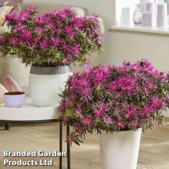 Azalea 'Starstyle Lilac' -Garden Central Sales Store starlilac6
